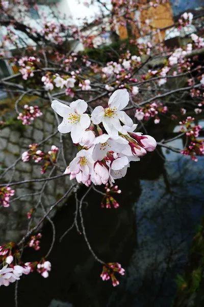 京都五大寺院分別叫什么？(足利義滿)