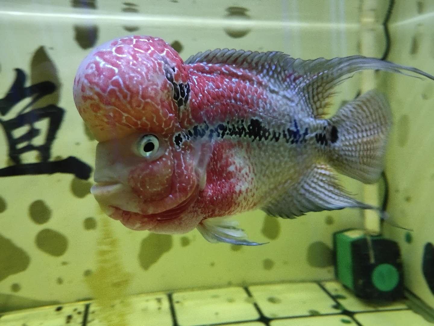 羅漢魚一般壽命有多長(zhǎng)(羅漢魚的壽命有多久)