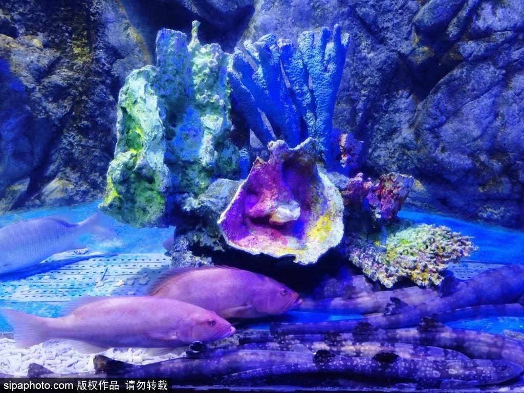 中國最大的海洋館排名前十(中國最好水族館的排行)