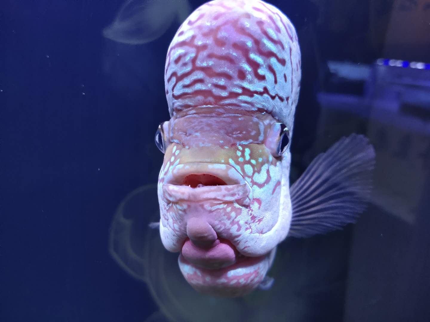 羅漢魚一般壽命有多長(zhǎng)(羅漢魚的壽命有多久)