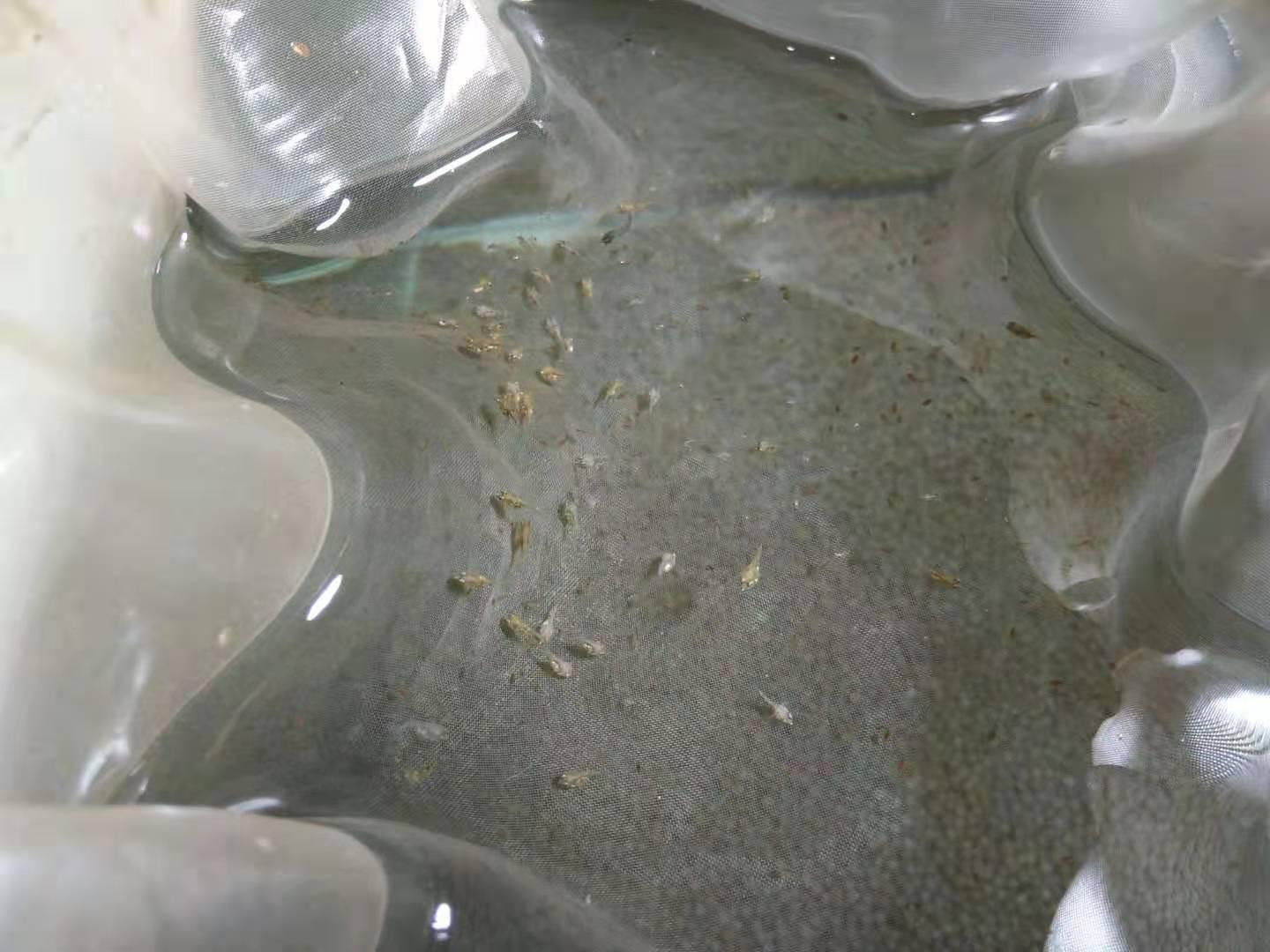 迷你鸚鵡魚每個階段喂什么？(鸚鵡魚吃什么)