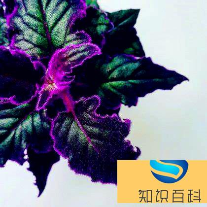 植物的自我保護—長毛的葉（真沒想到）