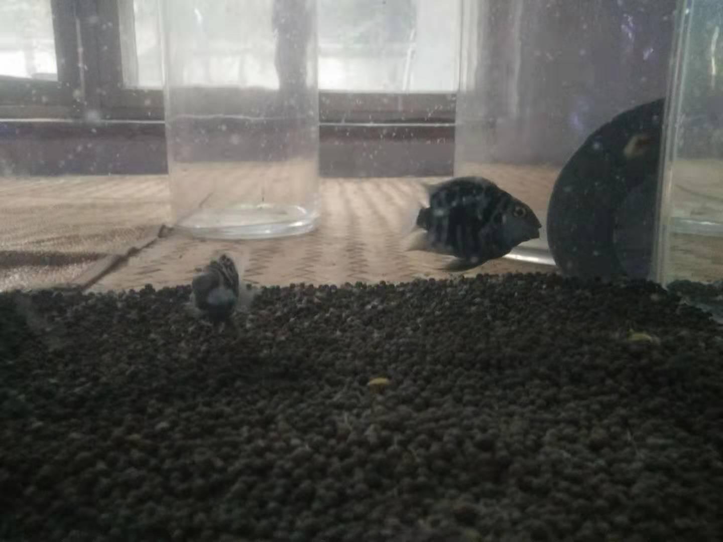 迷你鸚鵡魚每個階段喂什么？(鸚鵡魚吃什么)