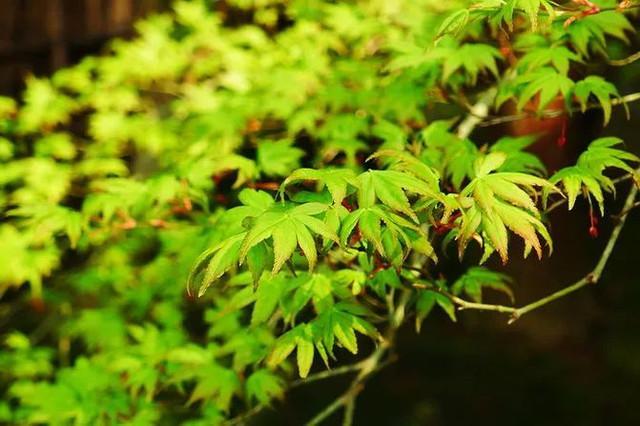 京都五大寺院分別叫什么？(足利義滿)