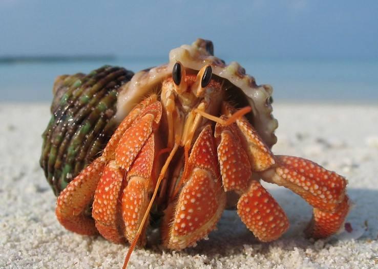 中國十大毒螃蟹圖片(中國最有名的螃蟹排名前10)