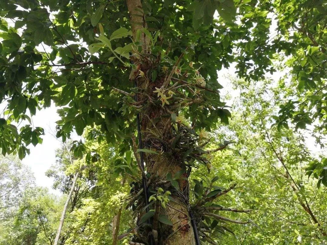 中華九大仙草排行榜排名(九大仙草的功效與作用)