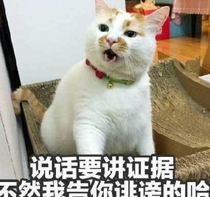 貓咪真的干凈嗎？