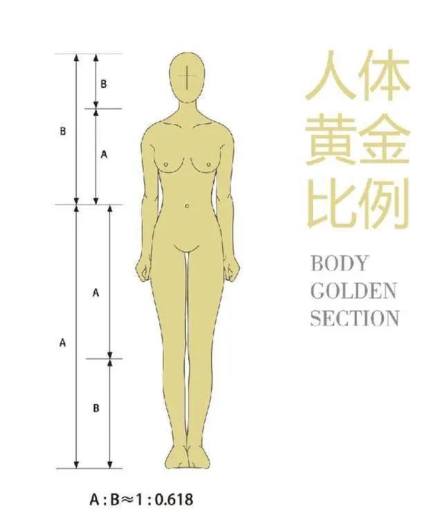女生身高腿長對照表(身高腿長比例表女生)