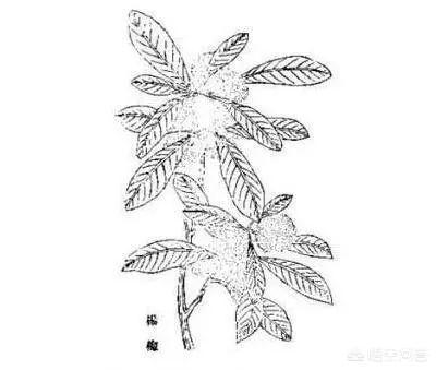 中國楊梅哪里的最有名(什么品種楊梅最好吃)