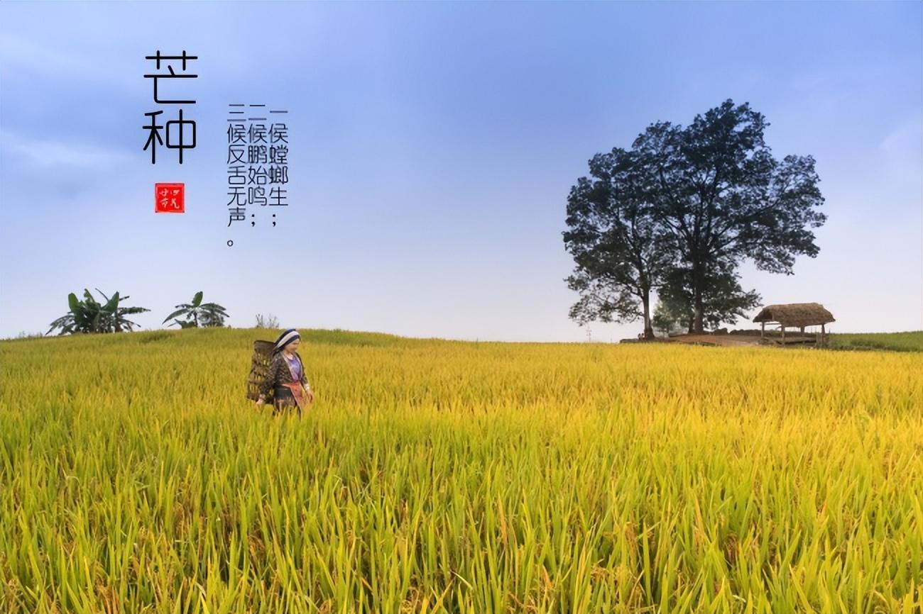 芒種的說(shuō)說(shuō)文案「精選29句推薦」