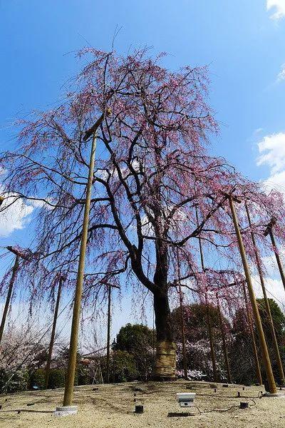 京都五大寺院分別叫什么？(足利義滿)