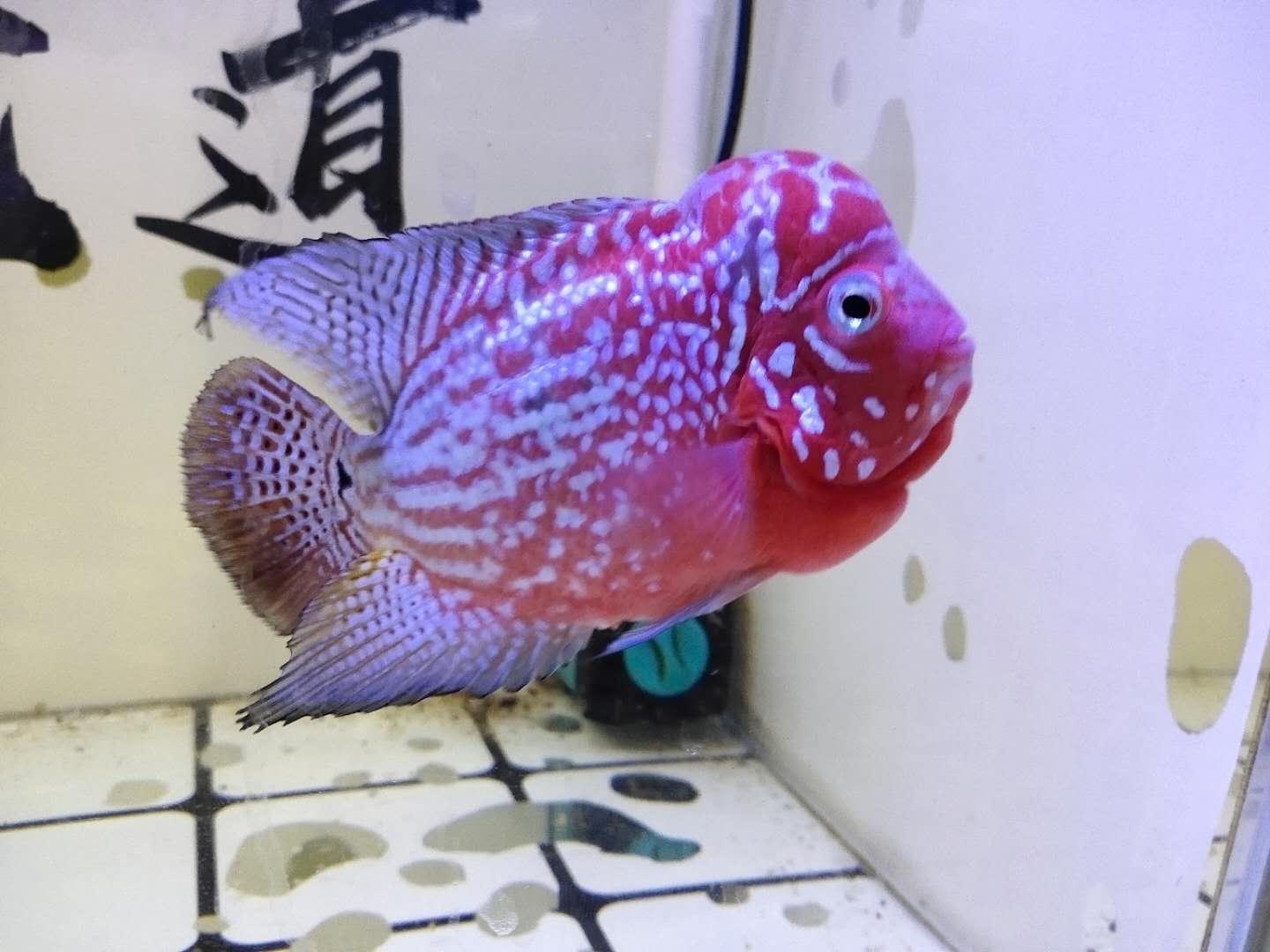 羅漢魚一般壽命有多長(zhǎng)(羅漢魚的壽命有多久)