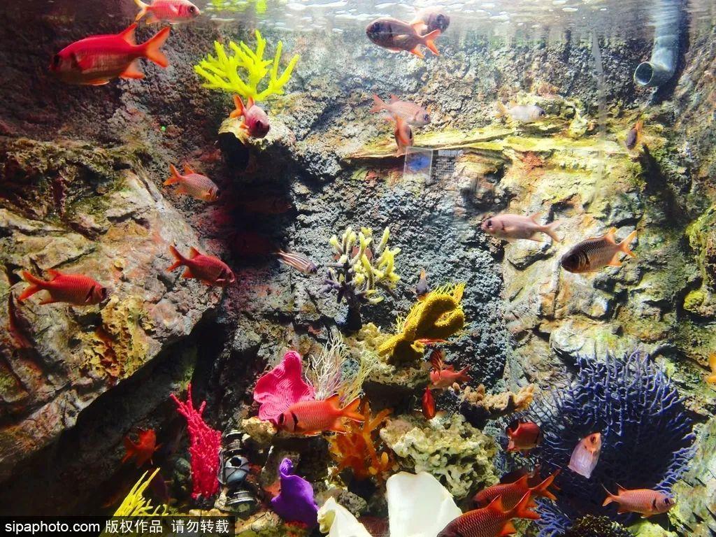 中國最大的海洋館排名前十(中國最好水族館的排行)