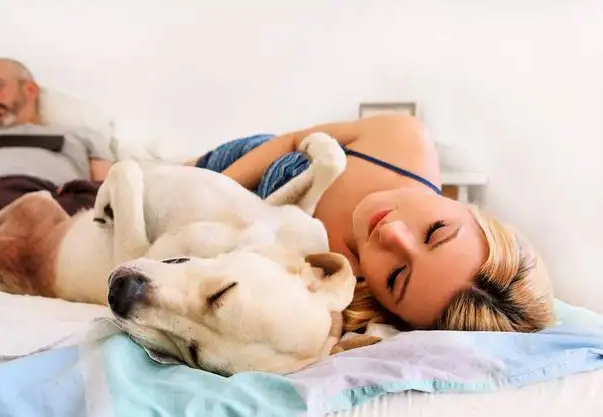 狗狗趴在我身上很快就能睡著,狗狗認可你和信任你的表現