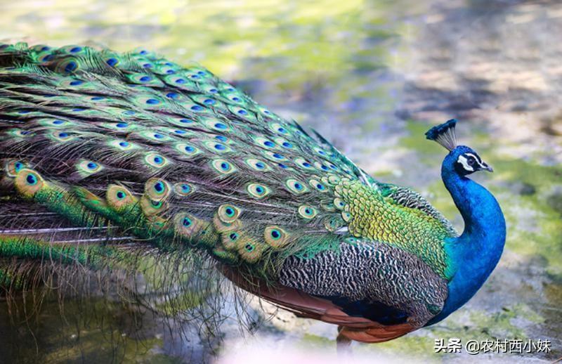 所以孔雀是精神王(孔雀為什么被稱為百鳥之王)(孔雀是百鳥中最漂亮的)