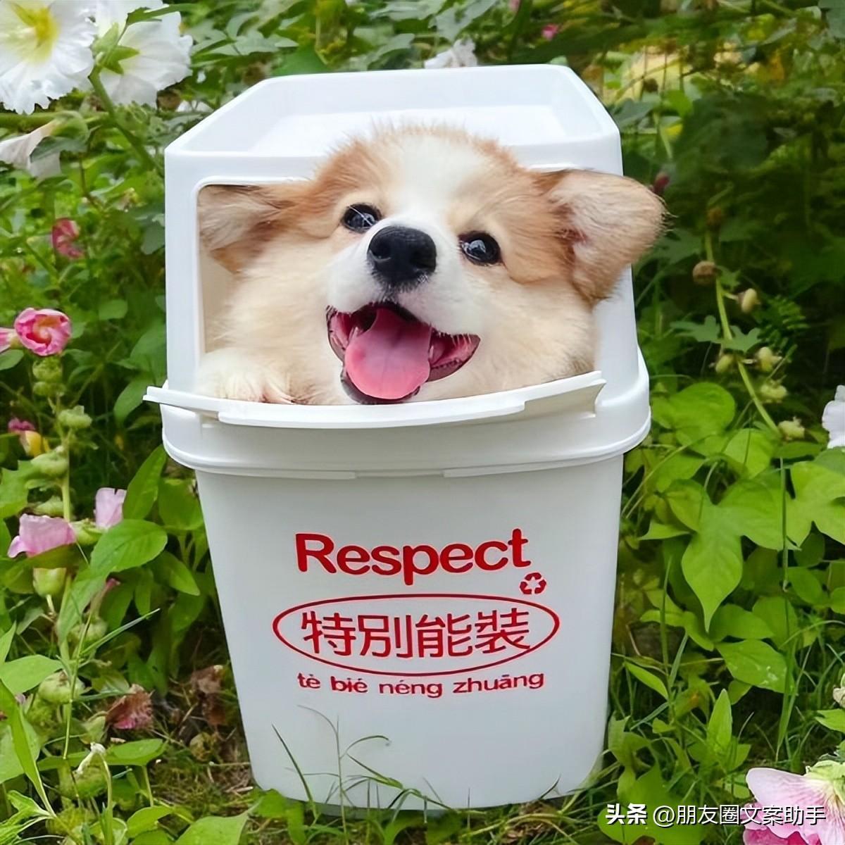 七夕單身文案:適合七夕單身發的說說「精選47句推薦」