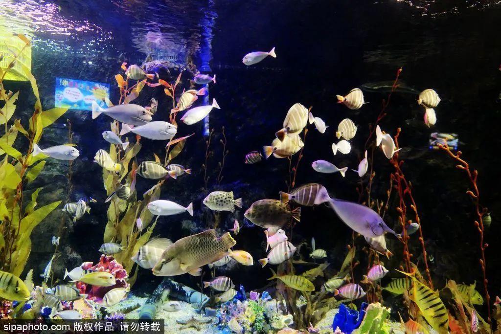 中國最大的海洋館排名前十(中國最好水族館的排行)