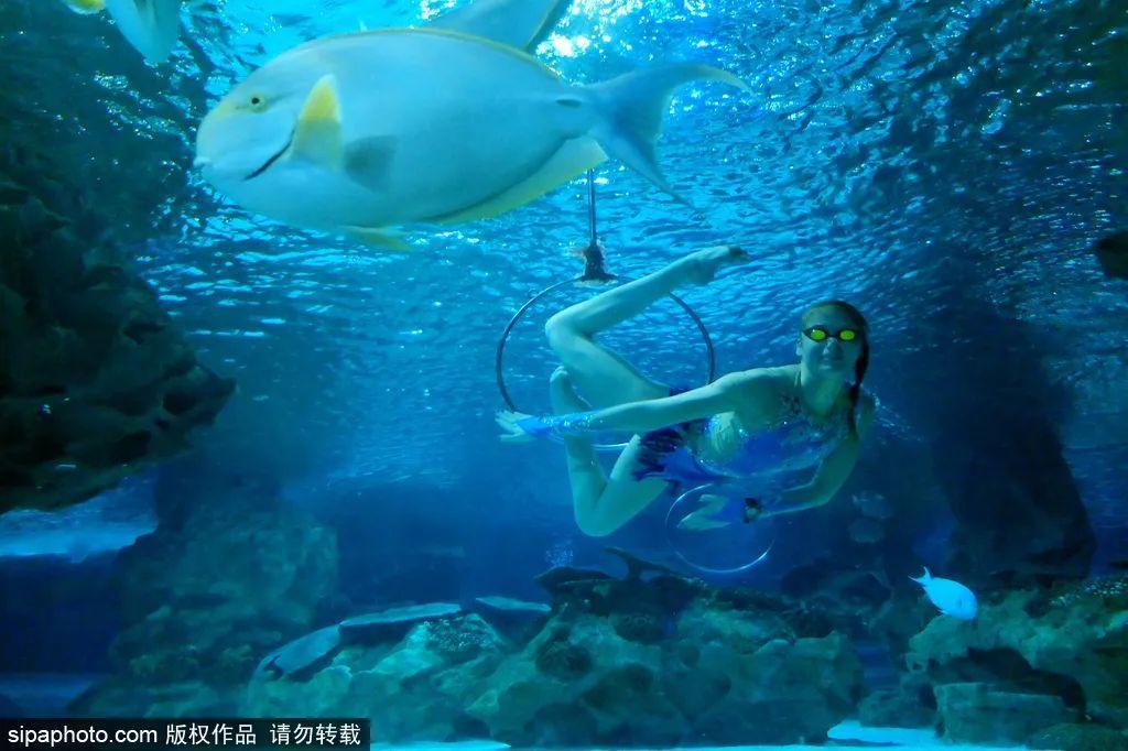 中國最大的海洋館排名前十(中國最好水族館的排行)