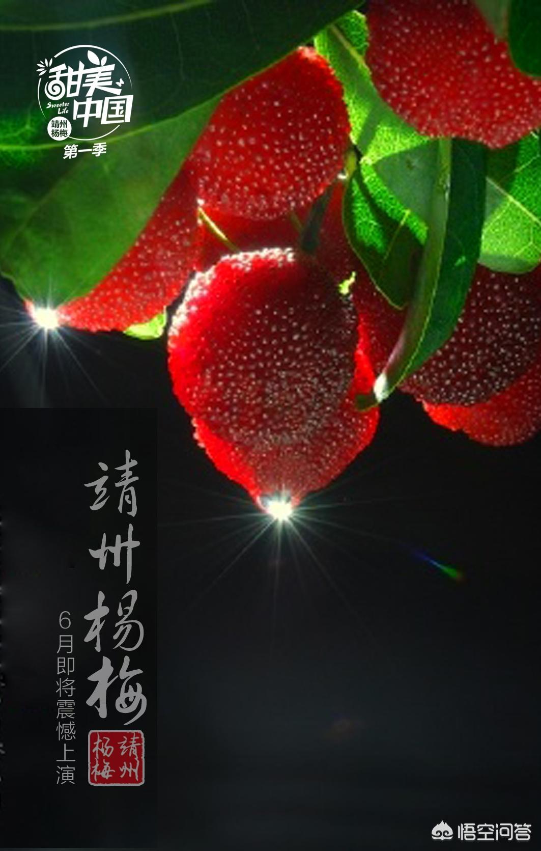 中國楊梅哪里的最有名(什么品種楊梅最好吃)