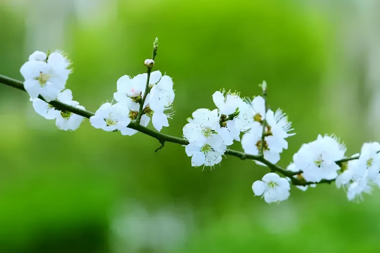 春天到來的詩(shī)句有哪些，描寫春天的古詩(shī)大全