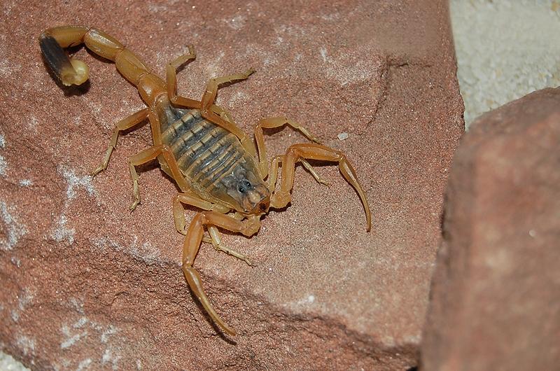 世界十大毒王第一名(世界上最毒的動物)