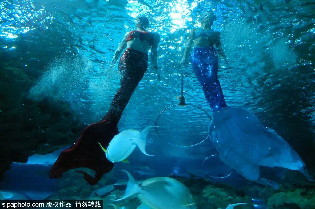 中國最大的海洋館排名前十(中國最好水族館的排行)