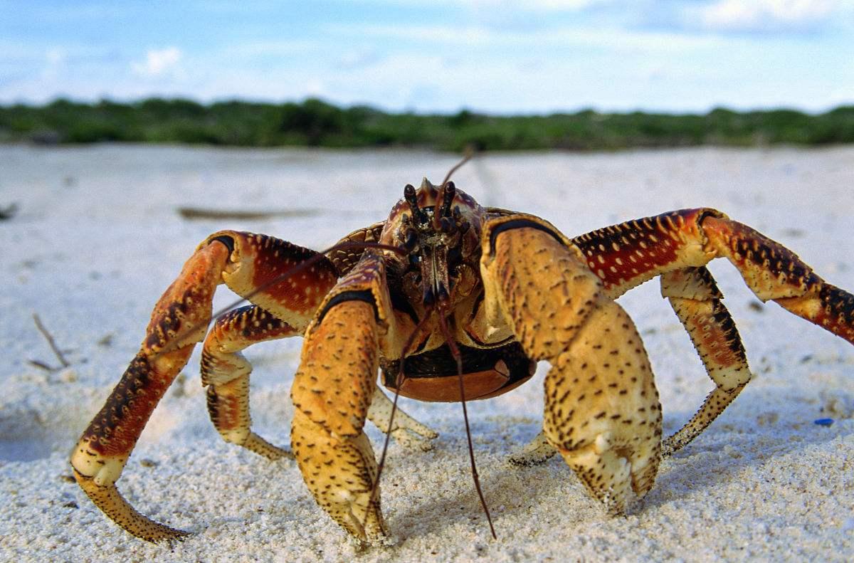 中國十大毒螃蟹圖片(中國最有名的螃蟹排名前10)