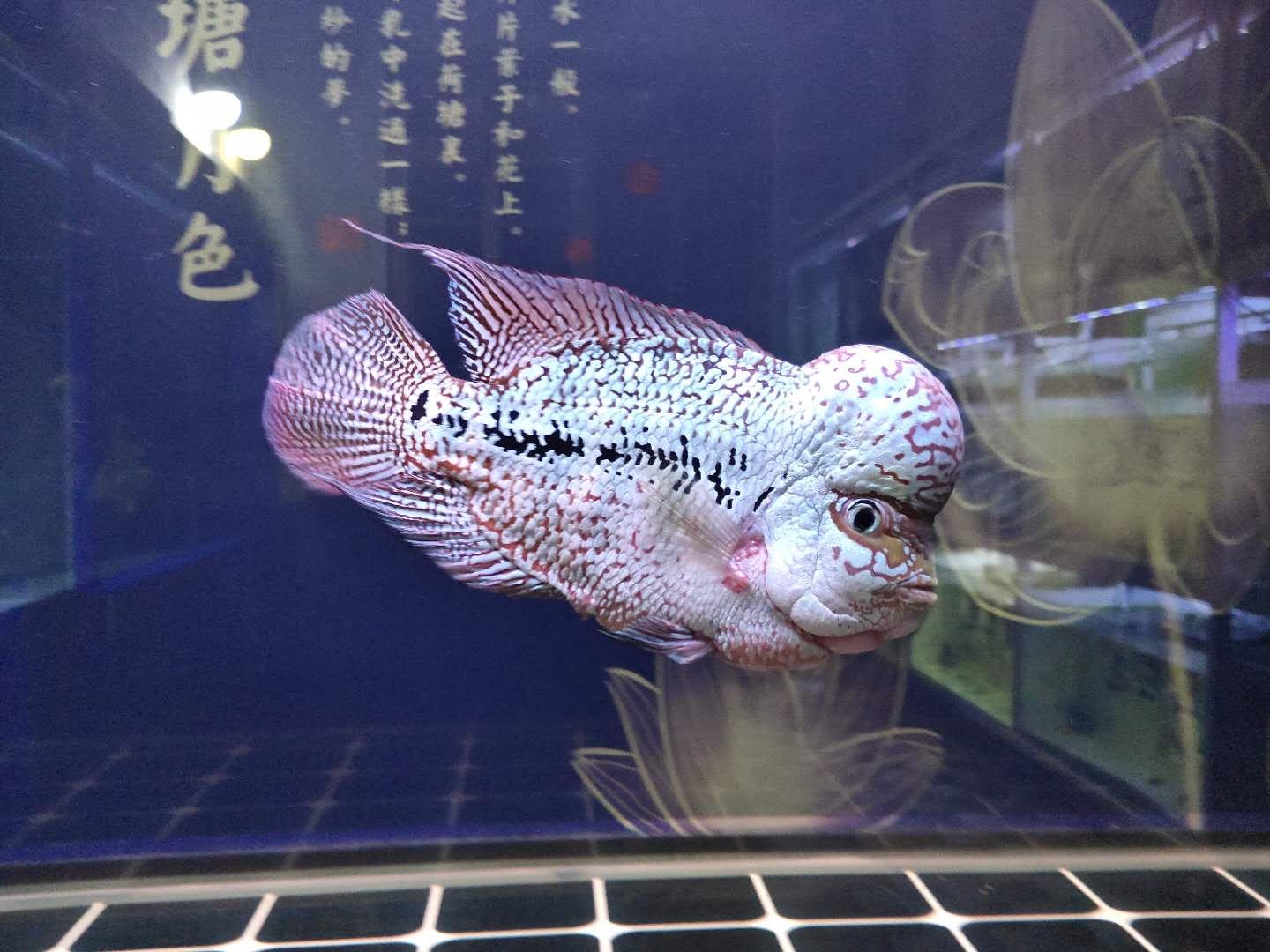 羅漢魚一般壽命有多長(zhǎng)(羅漢魚的壽命有多久)