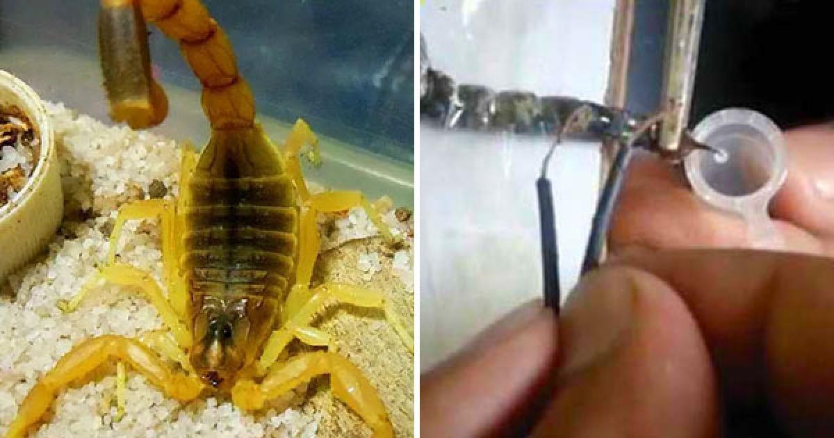 世界十大毒王第一名(世界上最毒的動物)