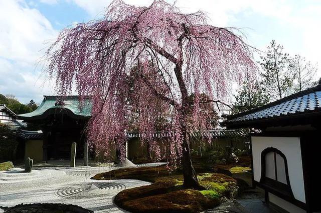 京都五大寺院分別叫什么？(足利義滿)