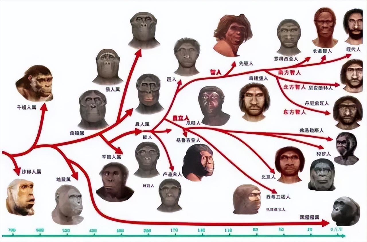 非洲人和歐洲人有哪些區(qū)別