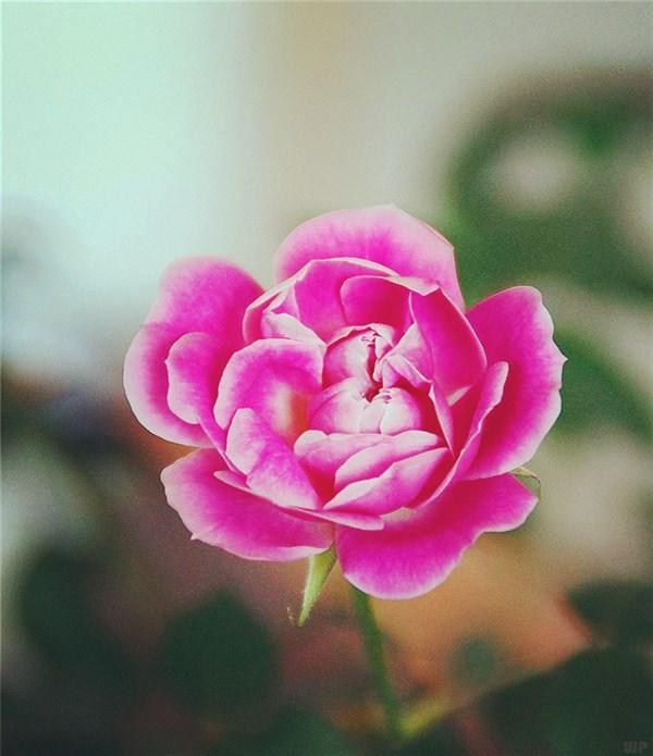 個性簽名愛情感人：感人的個性簽名精選「43句推薦」