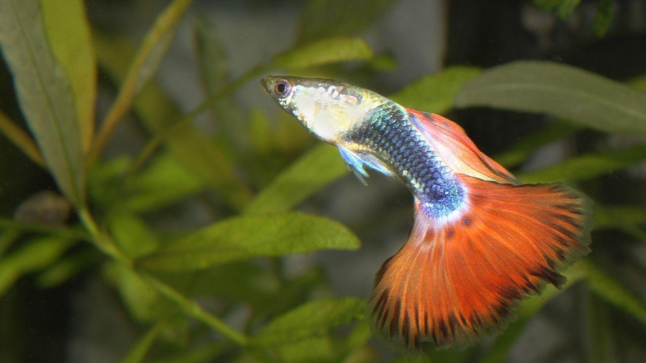 十大養不死的淡水魚（十種適合淡水飼養的觀賞魚）