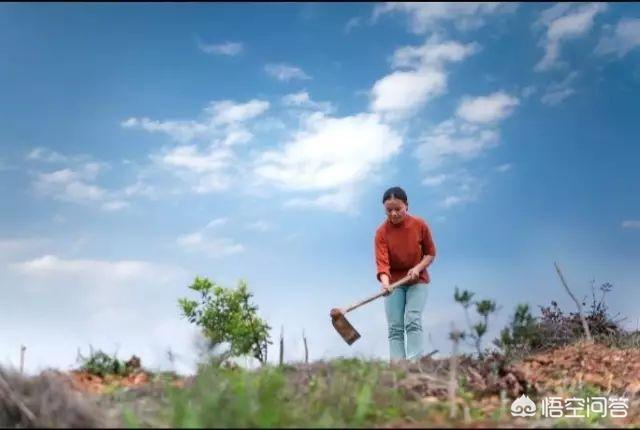 中國楊梅哪里的最有名(什么品種楊梅最好吃)