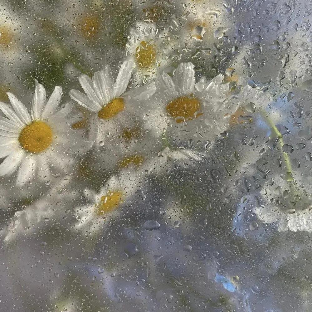 下雨天有意境的短句:雨天正能量的句子精選「62句推薦」