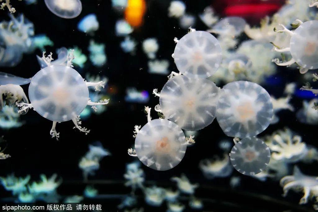 中國最大的海洋館排名前十(中國最好水族館的排行)