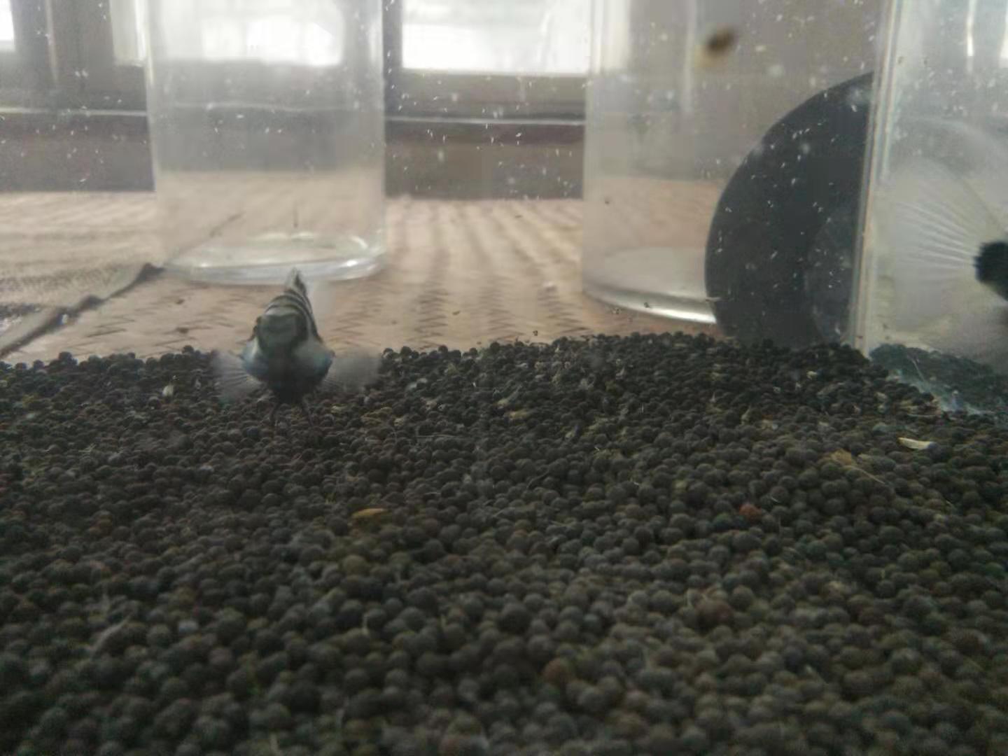 迷你鸚鵡魚每個階段喂什么？(鸚鵡魚吃什么)