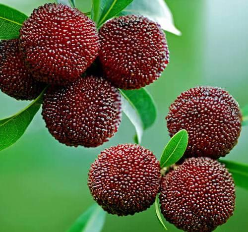 中國楊梅哪里的最有名(什么品種楊梅最好吃)