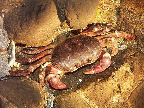 中國十大毒螃蟹圖片(中國最有名的螃蟹排名前10)