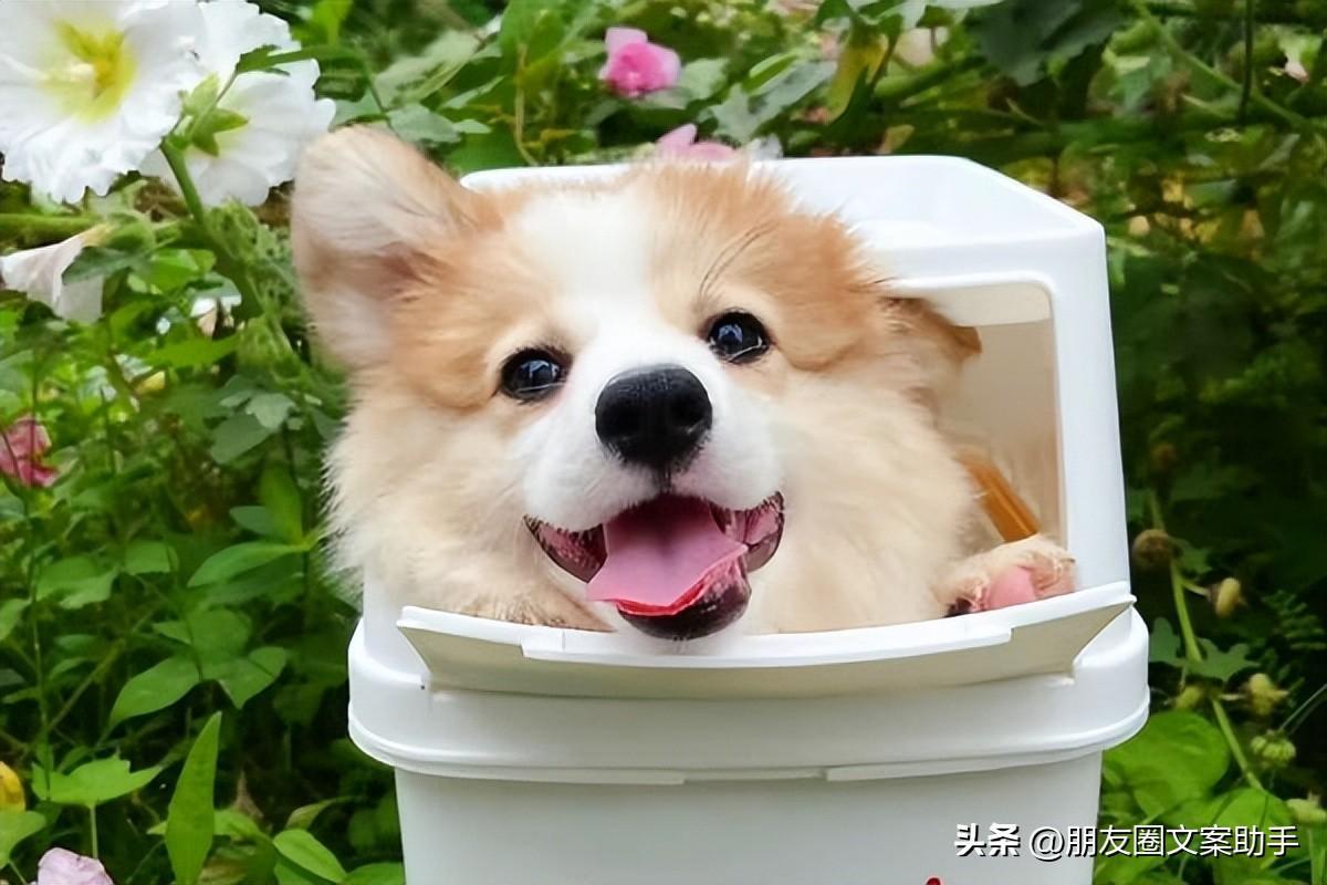 七夕單身文案:適合七夕單身發的說說「精選47句推薦」