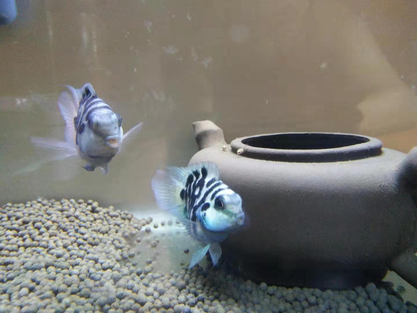 迷你鸚鵡魚每個階段喂什么？(鸚鵡魚吃什么)