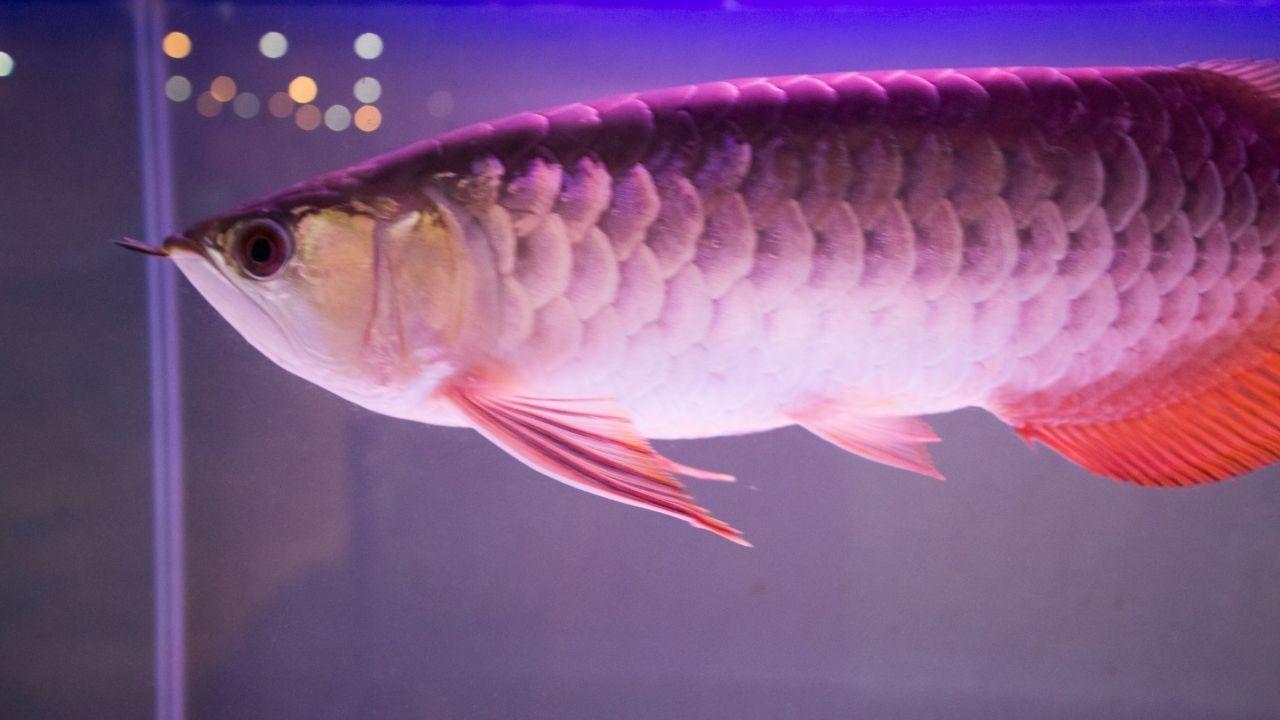 十大養不死的淡水魚（十種適合淡水飼養的觀賞魚）