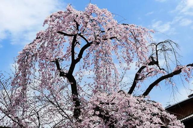 京都五大寺院分別叫什么？(足利義滿)