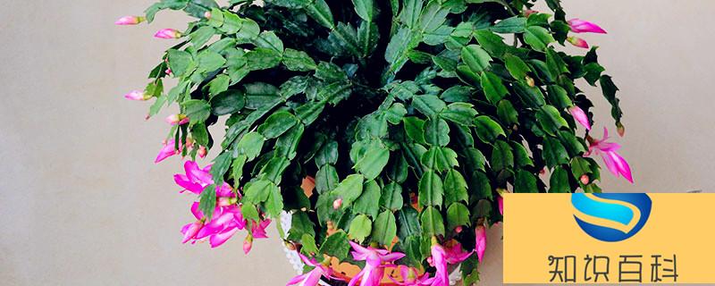 蟹爪蘭的花語 蟹爪蘭的花語是什么