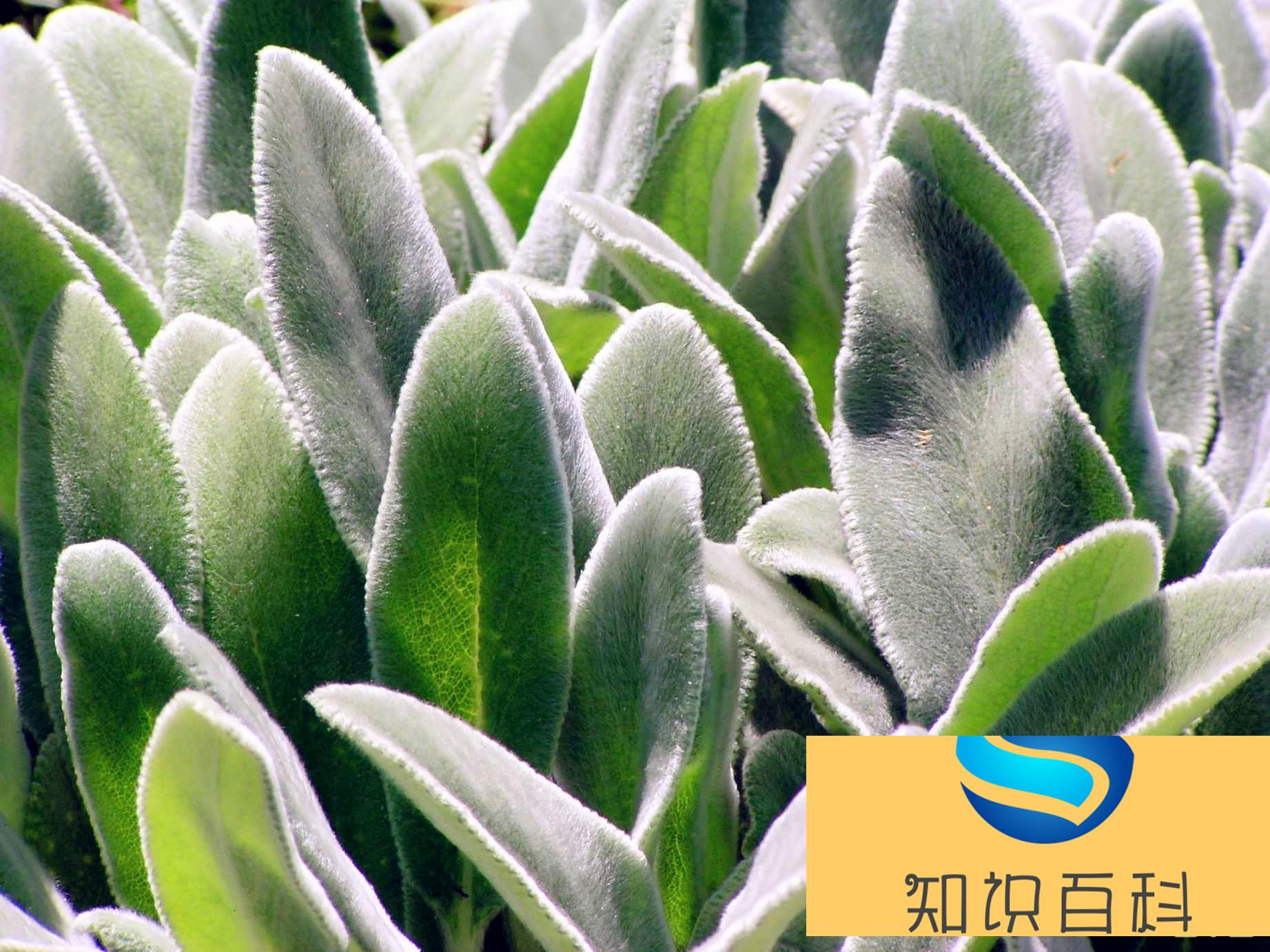 植物的自我保護—長毛的葉（真沒想到）