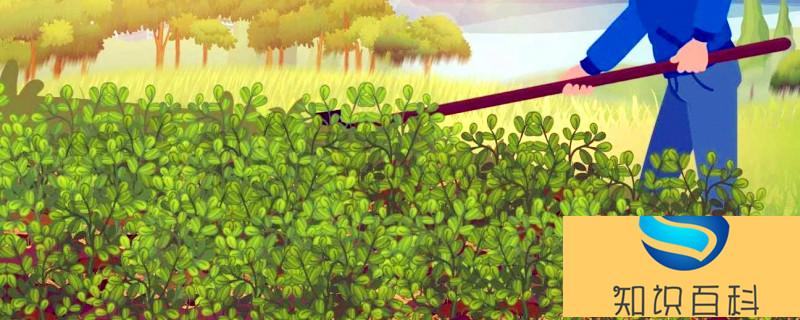 白芨種植條件 白芨什么條件可以種植