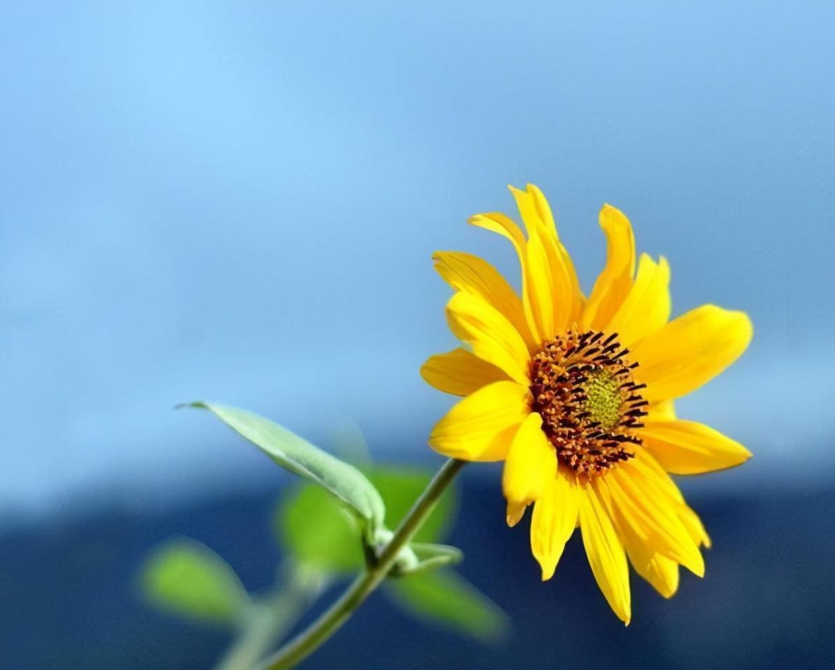 向日葵的花語(yǔ)(向日葵的四種寓意)