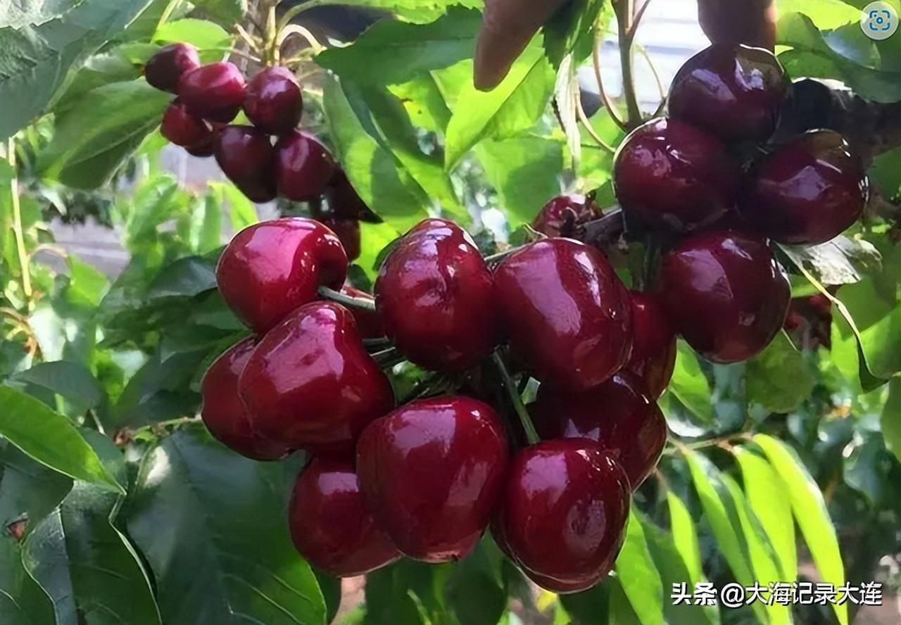 大連是特一線城市嗎(2022年大連被評為一線)