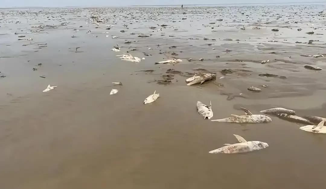 鄱陽湖上萬斤魚擱淺 20多人自費轉運 送萬斤擱淺魚到贛江