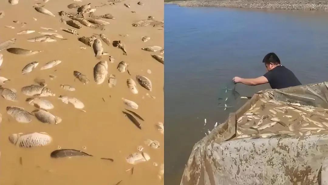 鄱陽湖上萬斤魚擱淺 20多人自費轉運 送萬斤擱淺魚到贛江